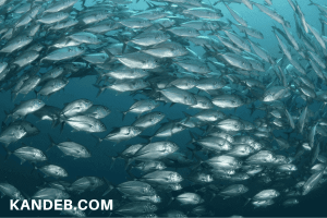 Panduan Lengkap Ternak Ikan Nila untuk Pemula