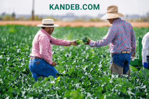 Peluang dan Tantangan Bisnis Pertanian Modal Kecil